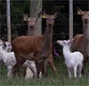 proven mating to unrelated Red Hinds